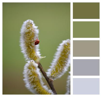 Willow Catkin Ladybug Nature Image